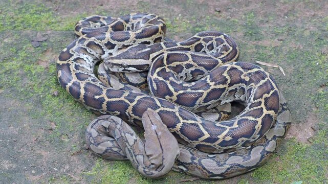 Pythons are reptiles that live in natural habitats.	
