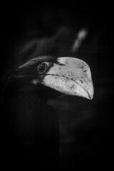 Peering hornbill © Hayley