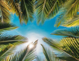 look up view of coconut leaf with blue sky background tropical summer beach holiday vacation traveling