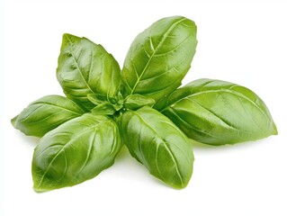 Obraz premium isolated fresh green basil leaves on a pristine white background, showcasing their vibrant color and fine details, symbolizing freshness and culinary delight