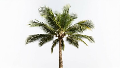 tall palm tree swaying in the wind isolated on white background