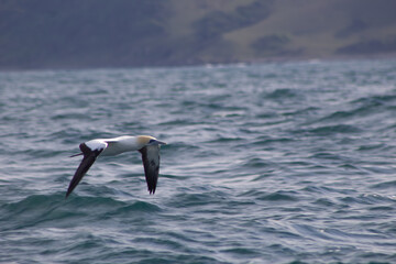 Gannet hunting sardines