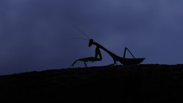 Praying mantis silhouette walking on branch