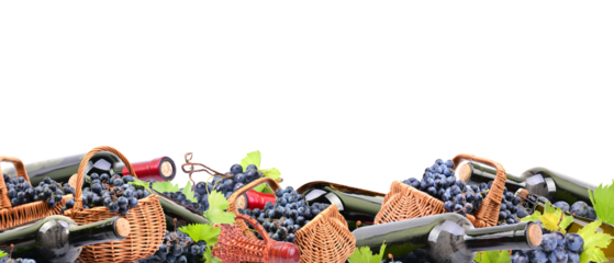 Wine grapes isolated