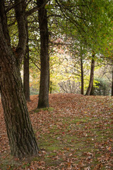 Obraz premium A tranquil autumn scene of a park with trees surrounded by fallen brown leaves, showcasing the beauty of the season with warm tones and a serene atmosphere. Matosinhos, Portugal