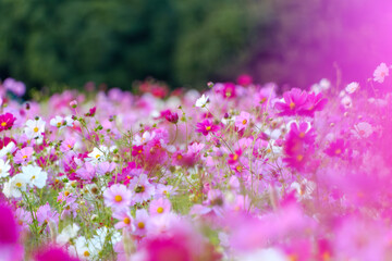 Softly blooming cosmos field in autumn