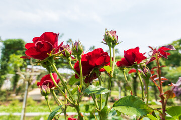 Deep red roses blooming under the bright sun