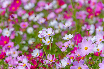 Blooming cosmos flowers under the autumn sun