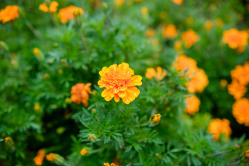 Dew-covered marigold flower blooming in garden