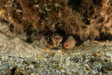 Lobsters are malacostracans of the family Nephropidae or its synonym Homaridae.