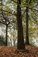 A tranquil autumn scene of a park with trees surrounded by fallen brown leaves, showcasing the beauty of the season with warm tones and a serene atmosphere. Matosinhos, Portugal