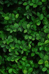 A dense cluster of lush green leaves providing a lively and vibrant natural backdrop for various uses.