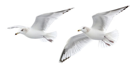 Obraz premium Two flying seagulls isolated on white background