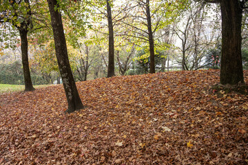 A tranquil autumn scene of a park with trees surrounded by a dense layer of fallen brown leaves, showcasing the beauty of the season with warm tones and a serene atmosphere. Matosinhos, Portugal