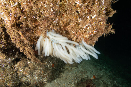 Sepiidae is a family of cephalopods in the order Sepiida. Cuttlefish eggs.