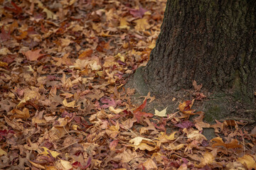 Large tree with visible roots surrounded by a thick layer of fallen brown autumn leaves, creating a natural, textured carpet in a quiet forest setting.