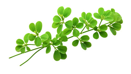 Obraz premium four leaf clover twig isolated on transparent background cutout