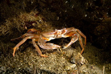 Swimming crab, also known as Harbor crab, named after the species Polybius depurator