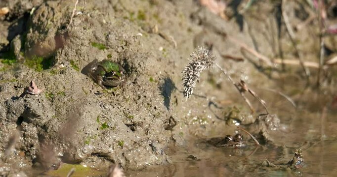 Frogs enjoying the sun, and playing in a muddy puddle in the sun, during autumn