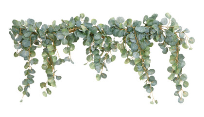 eucalyptus hanging border isolated on transparent background cutout
