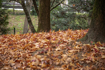 A tranquil autumn scene of a park with trees surrounded by a dense layer of fallen brown leaves, showcasing the beauty of the season with warm tones and a serene atmosphere. Matosinhos, Portugal