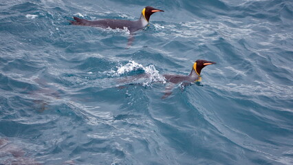 King penguins (Aptenodytes patagonicus) swimming off the coast of Salisbury Plain, South Georgia Island © Angela