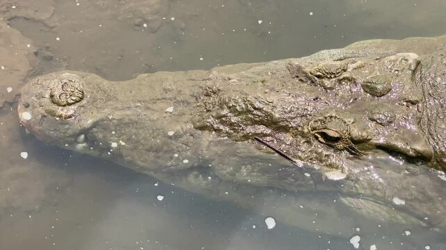 A caimans in the Frio river. Wildlife watching tourist boat on Rio Frio river in Cano Negro wetland, northern Costa Rica	