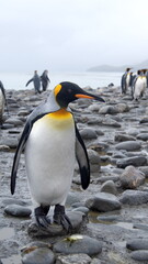 Fototapeta premium King penguin (Aptenodytes patagonicus) at Salisbury Plain, South Georgia Island