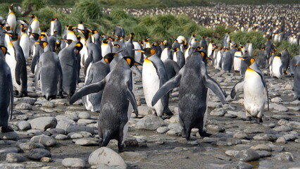 King penguins (Aptenodytes patagonicus) walking in a colony at Salisbury Plain, South Georgia Island