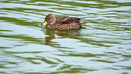 South Georgia pintail (Anas georgica georgica) swimming n a pond at Salisbury Plain, South Georgia Island