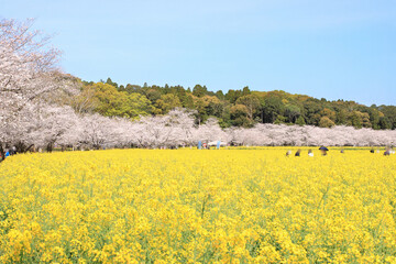 満開の菜の花畑と桜並木
