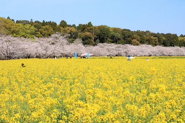 満開の菜の花畑と桜並木