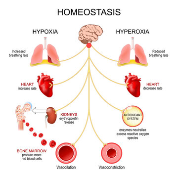 Gas Homeostasis. Oxygen balance. Hypoxia, hyperoxia or Hypercapnia