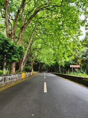 Lonely Road on the Azores Island