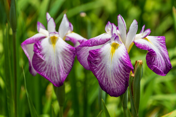 Blooming purple and white Japanese iris flowers