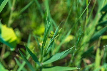 Small green grasshopper hiding in the grass