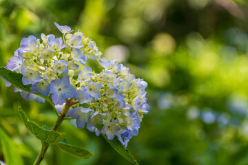 Soft blue hydrangea flowers blooming in summer garden