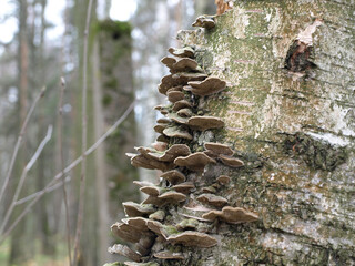 Trametes multicolored (Trametes versicolor) tinder mushroom, saprophyte on birch, turkey tail