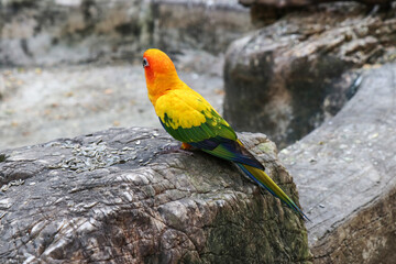 A small orange parrot in the zoo.
