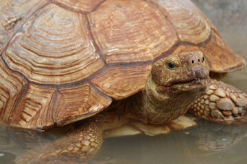 Giant Yellow-Footed Tortoise walking free on land. Big Turtles at the Zoo