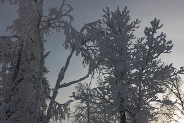 Russia Perm krai winter taiga