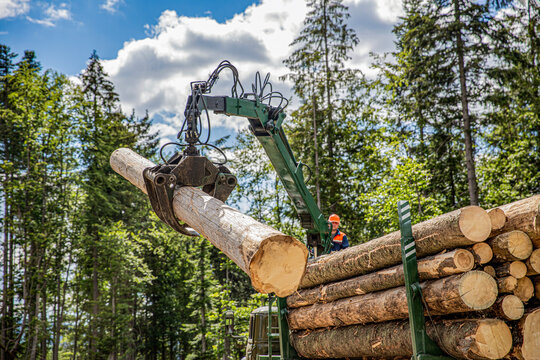 Forest industry. Felling of trees, cut trees , forest cutting area. Lumberjack with modern harvester working in a forest. Wheel-mounted loader, timber grab