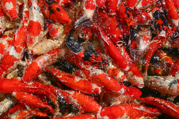 Colorful koi or carp fish swimming,carp fish pond background, colorful background, Fancy carp, nice fish,The group colorful Japanese Koi Carp, top view..