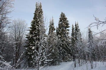 Russia Perm krai winter taiga