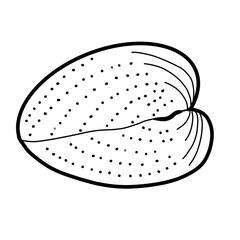 snail, animal, habitat, shell, life, natural, nature, mollusk, spiny cockle
