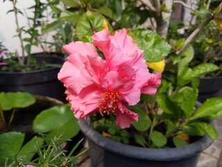 hibiscus grows in front of the house