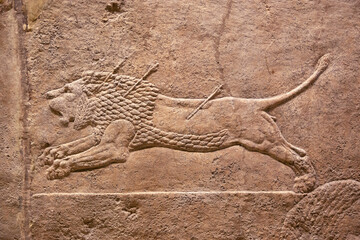 Assyrian relief, wounded lion, animal hit by arrows