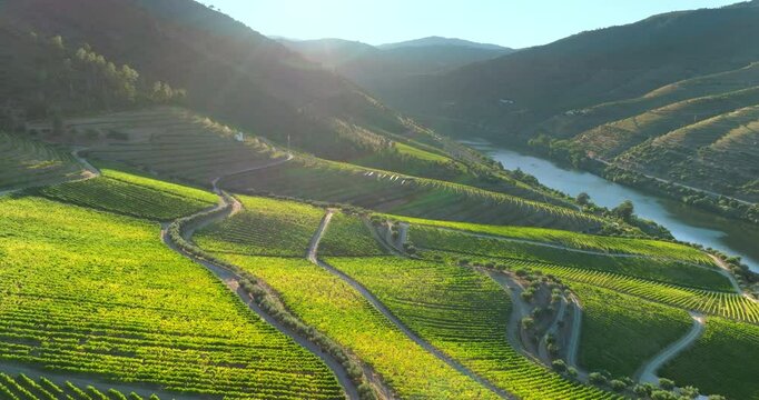 Aerial shot of terraced vineyards in the Douro Valley in Portugal. Flying over vineyards at sunset.