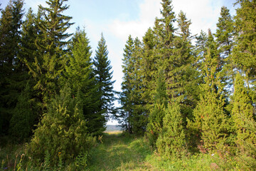 Russia Perm region taiga in autumn