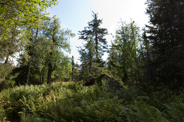 Russia Perm region taiga in autumn